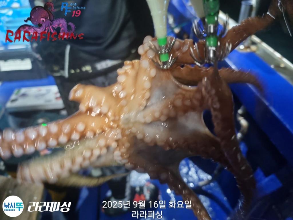낚시뚜,돌문어,속천항(진해),라라피싱,낚시뚜23