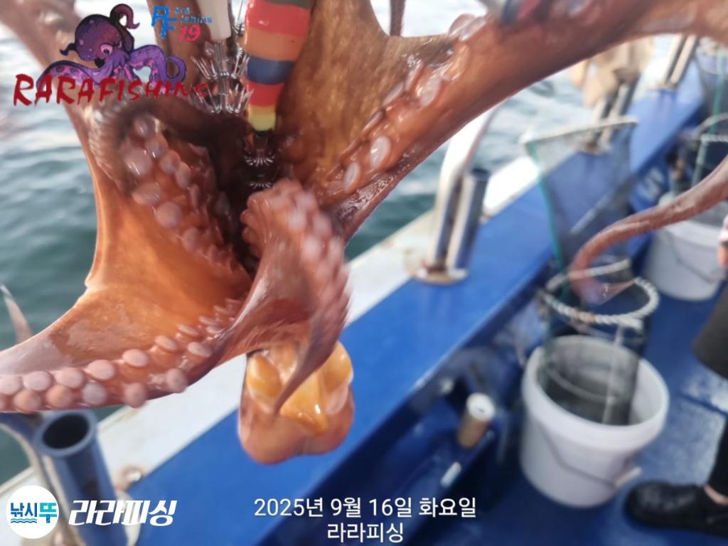 낚시뚜,돌문어,속천항(진해),라라피싱,낚시뚜21
