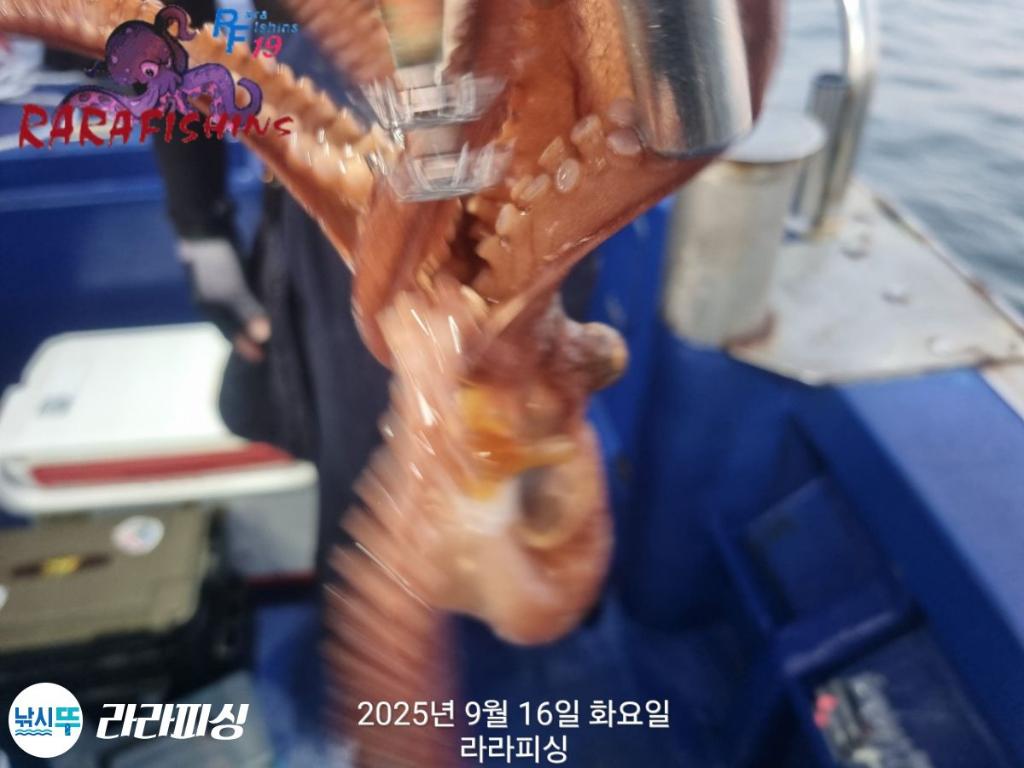 낚시뚜,돌문어,속천항(진해),라라피싱,낚시뚜20