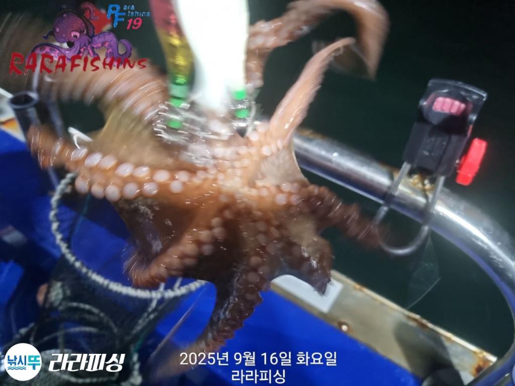 낚시뚜,돌문어,속천항(진해),라라피싱,낚시뚜18