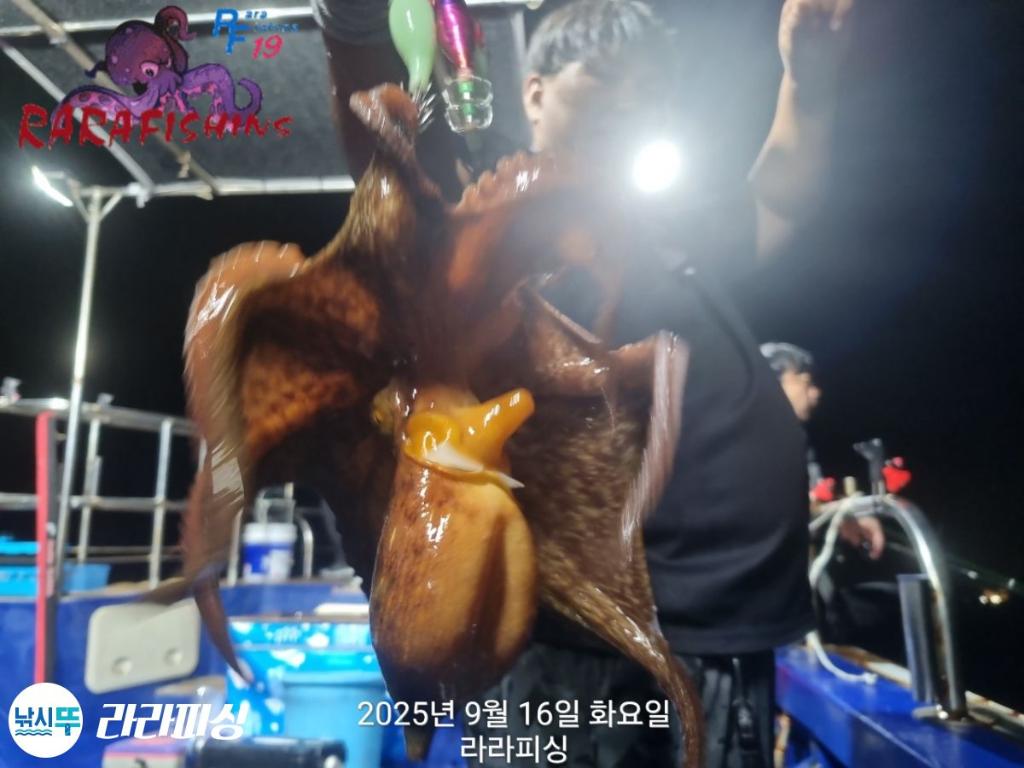 낚시뚜,돌문어,속천항(진해),라라피싱,낚시뚜3