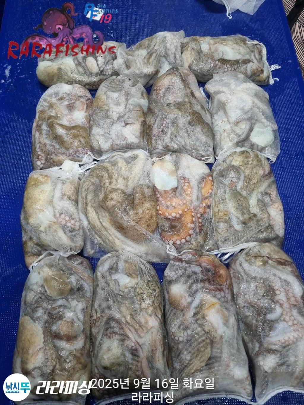 낚시뚜,돌문어,속천항(진해),라라피싱,낚시뚜0