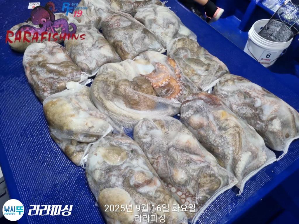 낚시뚜,돌문어,속천항(진해),라라피싱,낚시뚜26