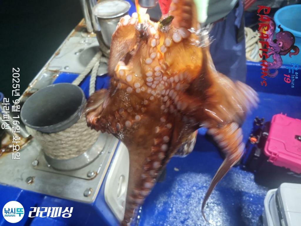 낚시뚜,돌문어,속천항(진해),라라피싱,낚시뚜15