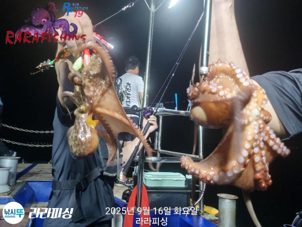 낚시뚜,돌문어,속천항(진해),라라피싱,낚시뚜0