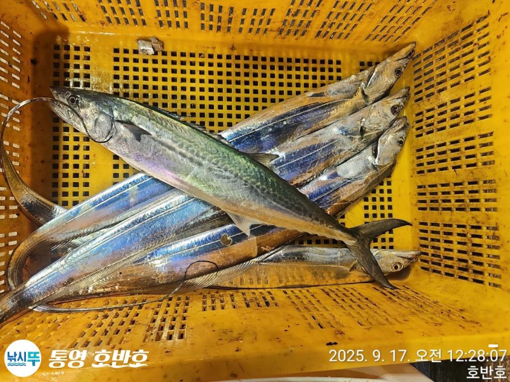 낚시뚜,갈치,통영 신전항,통영호반호,낚시뚜30