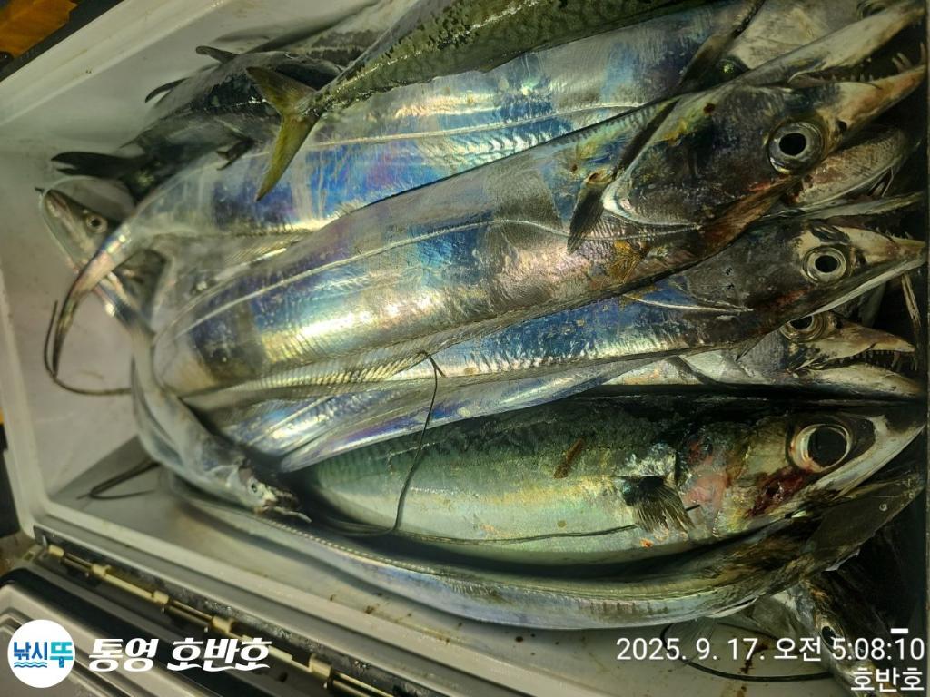 낚시뚜,갈치,통영 신전항,통영호반호,낚시뚜27