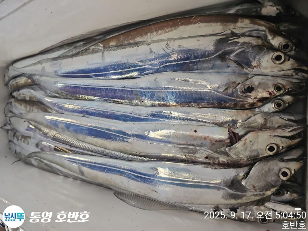 낚시뚜,갈치,통영 신전항,통영호반호,낚시뚜18