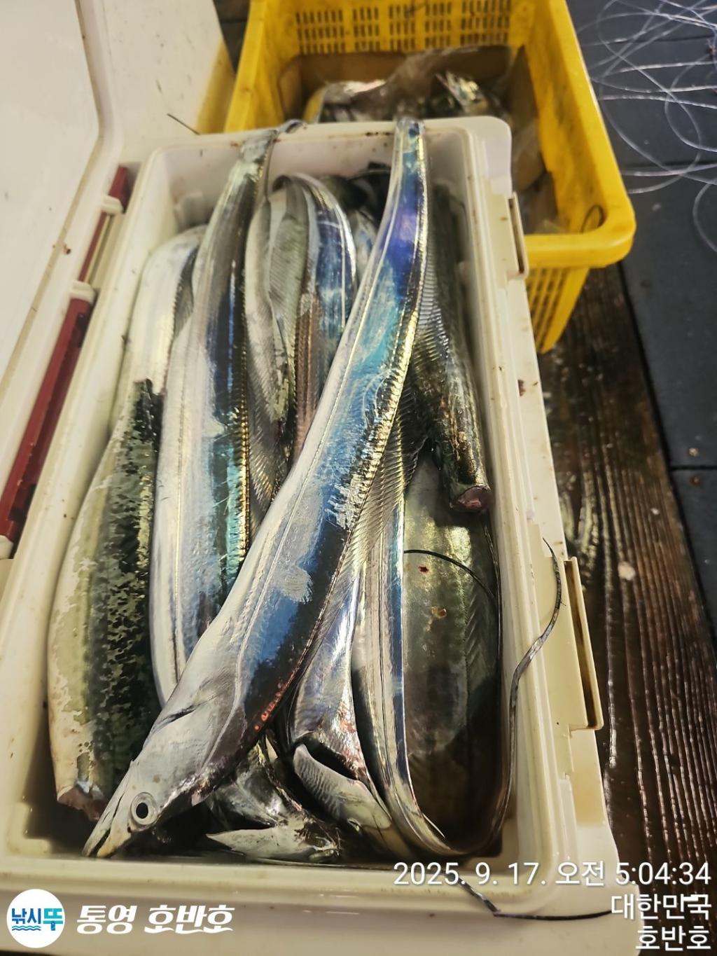 낚시뚜,갈치,통영 신전항,통영호반호,낚시뚜16