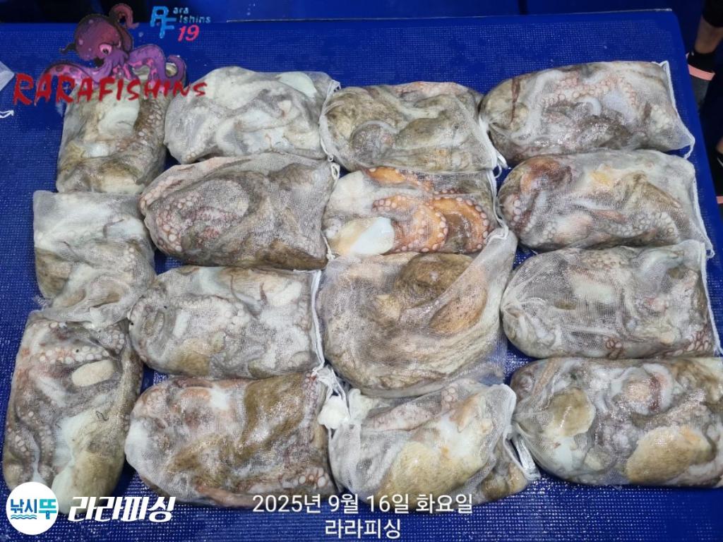 낚시뚜,돌문어,속천항(진해),라라피싱,낚시뚜23