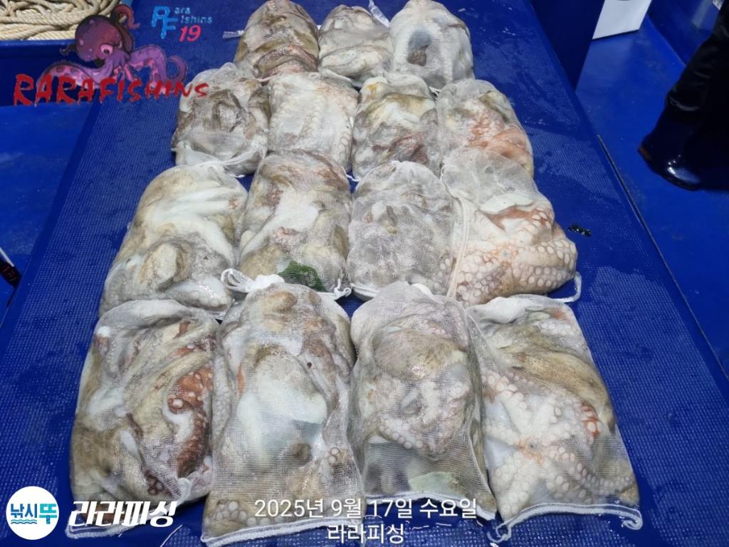 낚시뚜,돌문어,속천항(진해),라라피싱,낚시뚜20