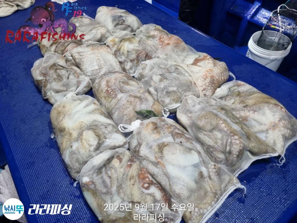 낚시뚜,돌문어,속천항(진해),라라피싱,낚시뚜19