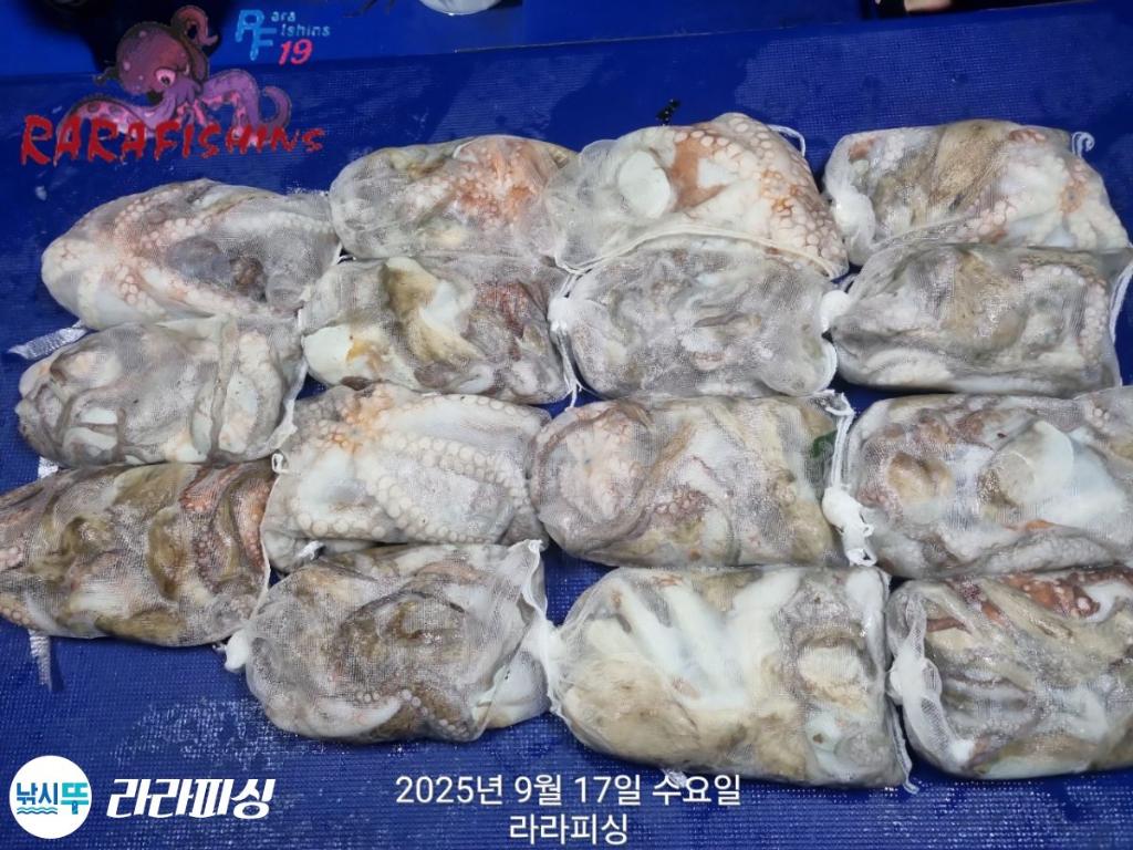 낚시뚜,돌문어,속천항(진해),라라피싱,낚시뚜16
