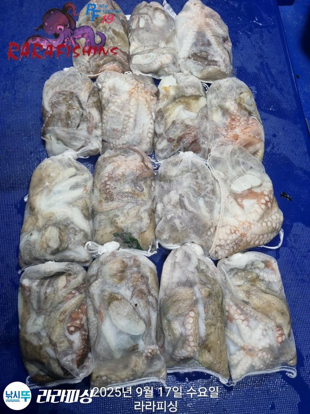 낚시뚜,돌문어,속천항(진해),라라피싱,낚시뚜15