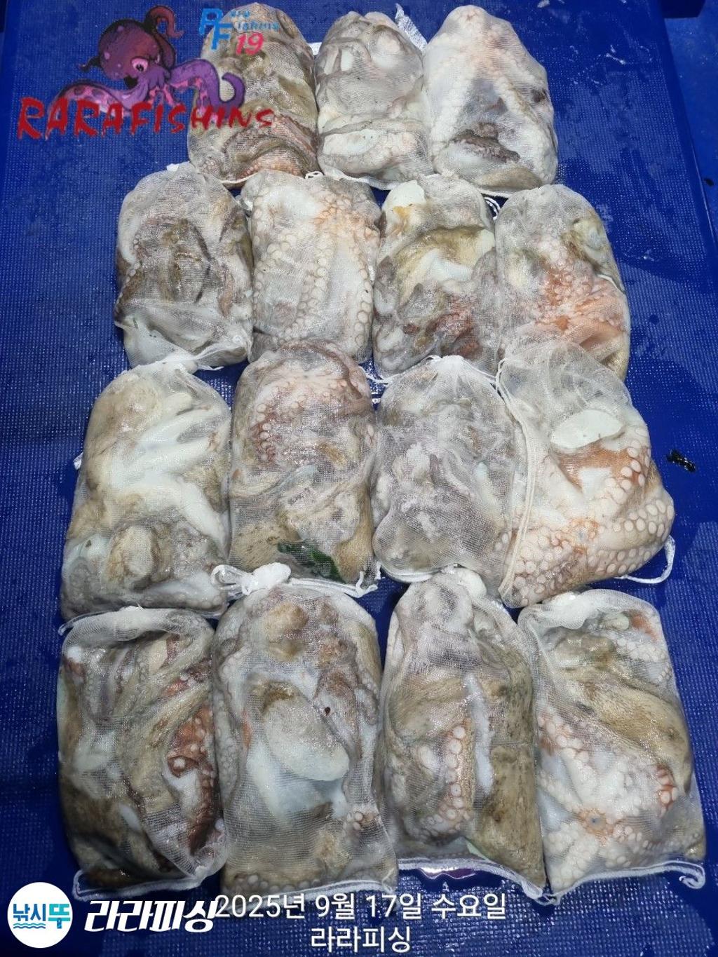 낚시뚜,돌문어,속천항(진해),라라피싱,낚시뚜14