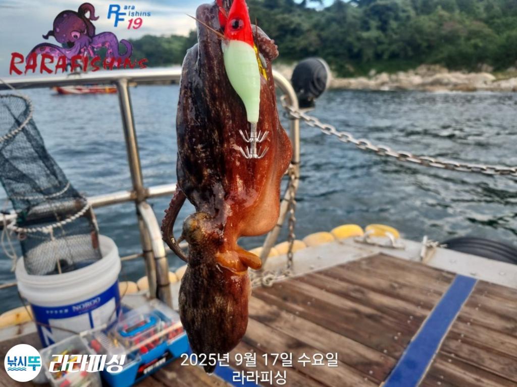 낚시뚜,돌문어,속천항(진해),라라피싱,낚시뚜13