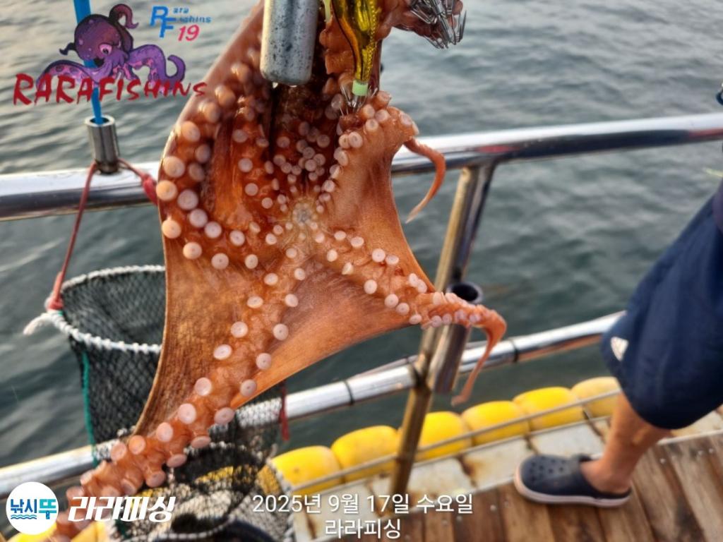 낚시뚜,돌문어,속천항(진해),라라피싱,낚시뚜11