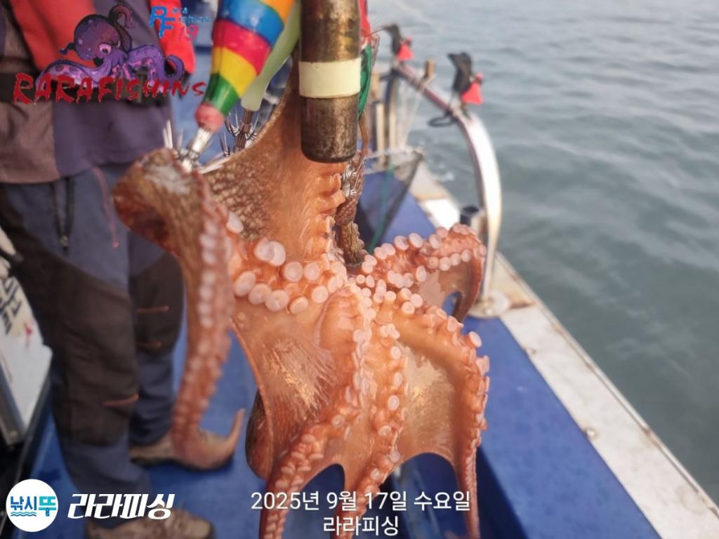 낚시뚜,돌문어,속천항(진해),라라피싱,낚시뚜6