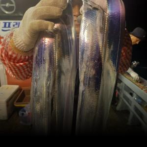 조황, 개인의 조과차이가 많네요..마릿수는 아쉬우나 크기가 굵직합니다...금요일 3자리여유