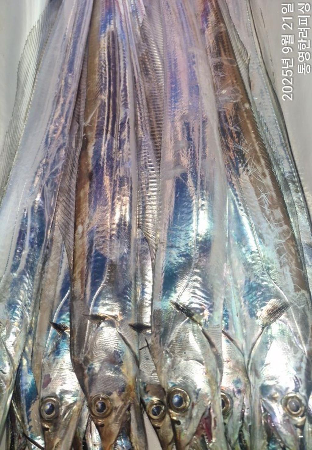 F2781005GC.jpg