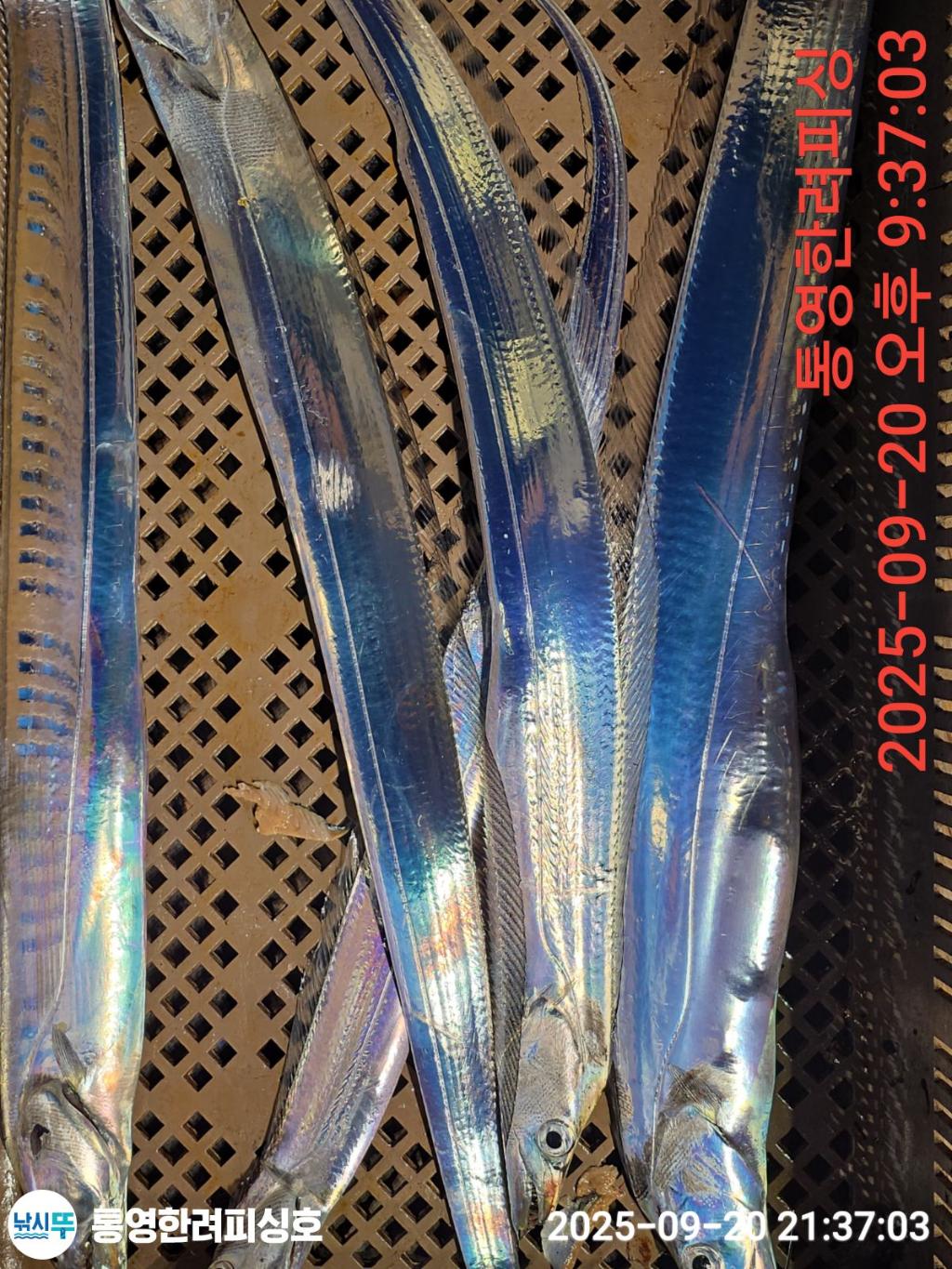 F2781024TS.jpg