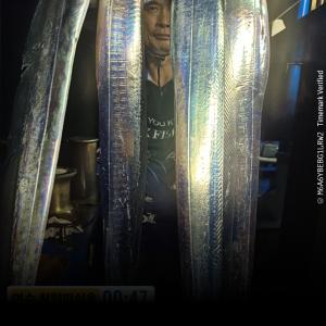 조황, 청양피싱 9월21일 입항조황입니다.