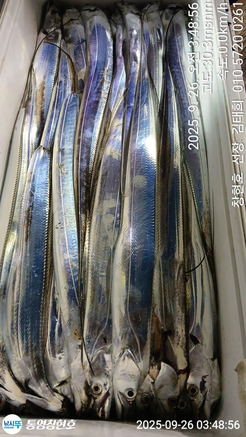 낚시뚜,갈치,통영연명항,통영창현호,낚시뚜6