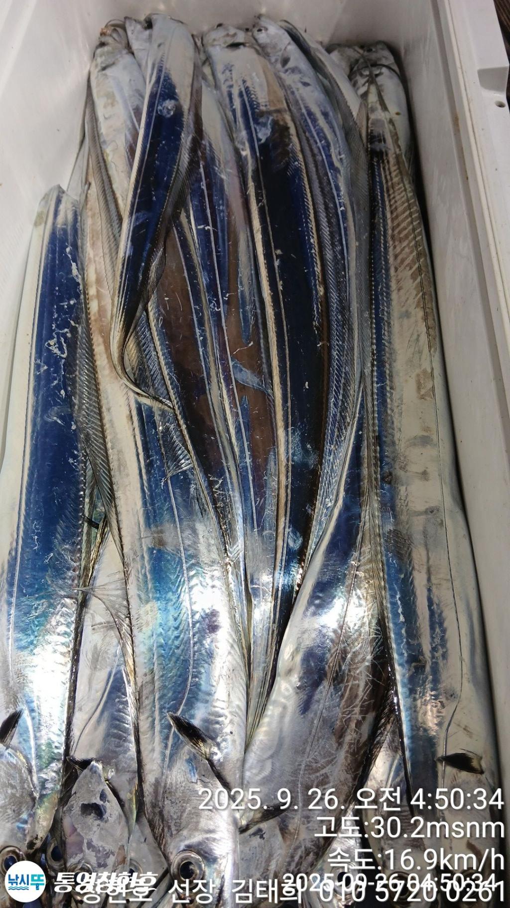 낚시뚜,갈치,통영연명항,통영창현호,낚시뚜5
