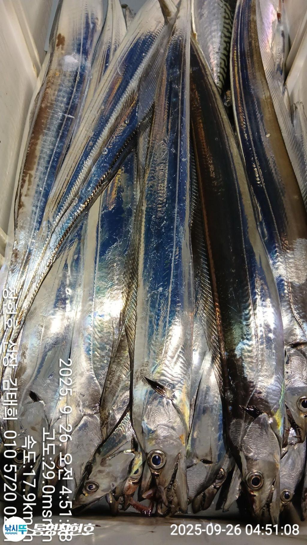 낚시뚜,갈치,통영연명항,통영창현호,낚시뚜3