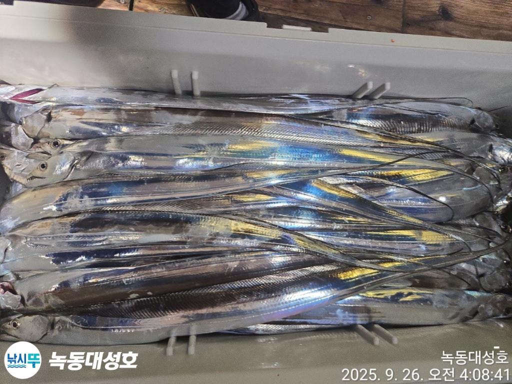 낚시뚜,갈치,녹동항,녹동대성호,낚시뚜46