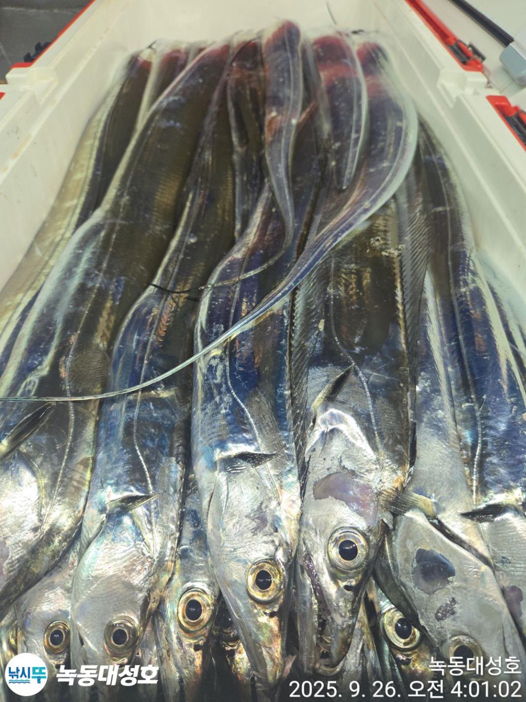 낚시뚜,갈치,녹동항,녹동대성호,낚시뚜33
