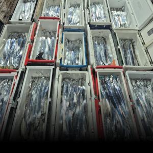 조황, 1호 먼바다왕갈치외줄/2호텐빈텐야출조조황(예약가능)