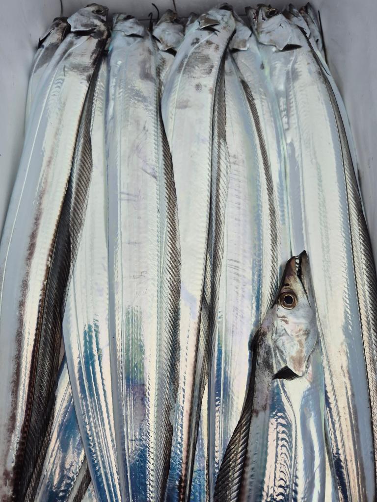 F2784980VF.jpg
