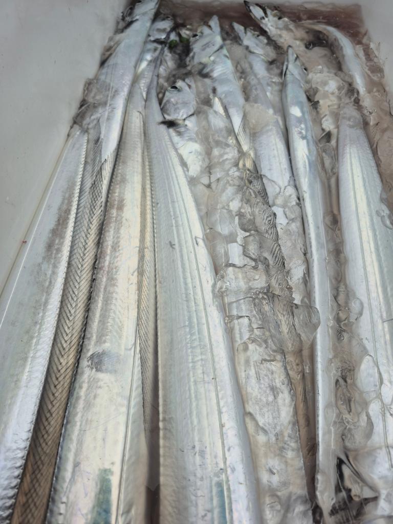 F2784984WB.jpg