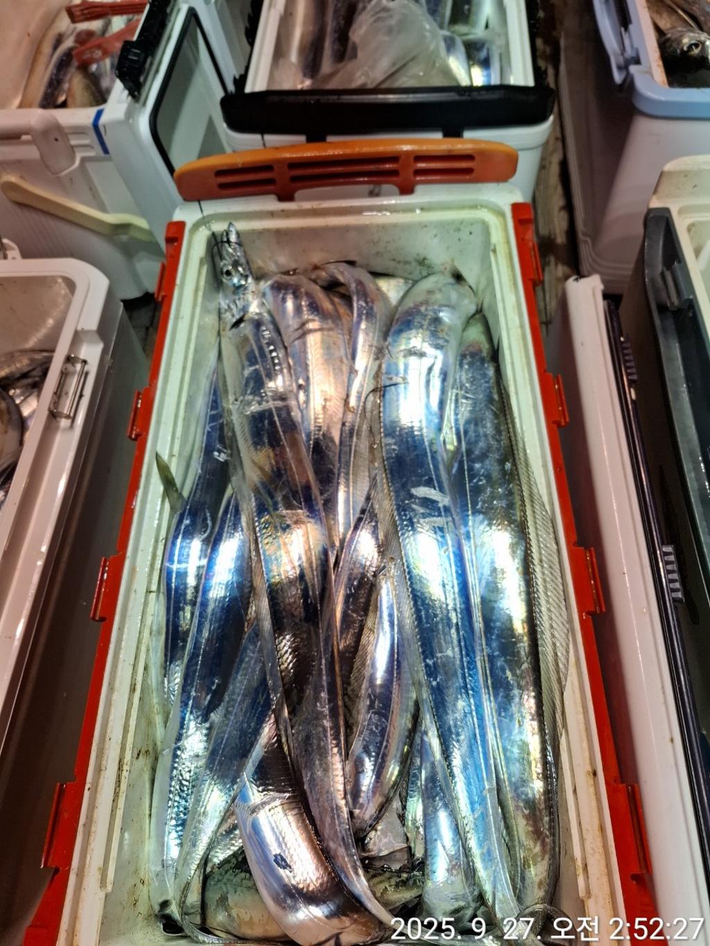갈치, 삼포대교낚시, 낚시뚜