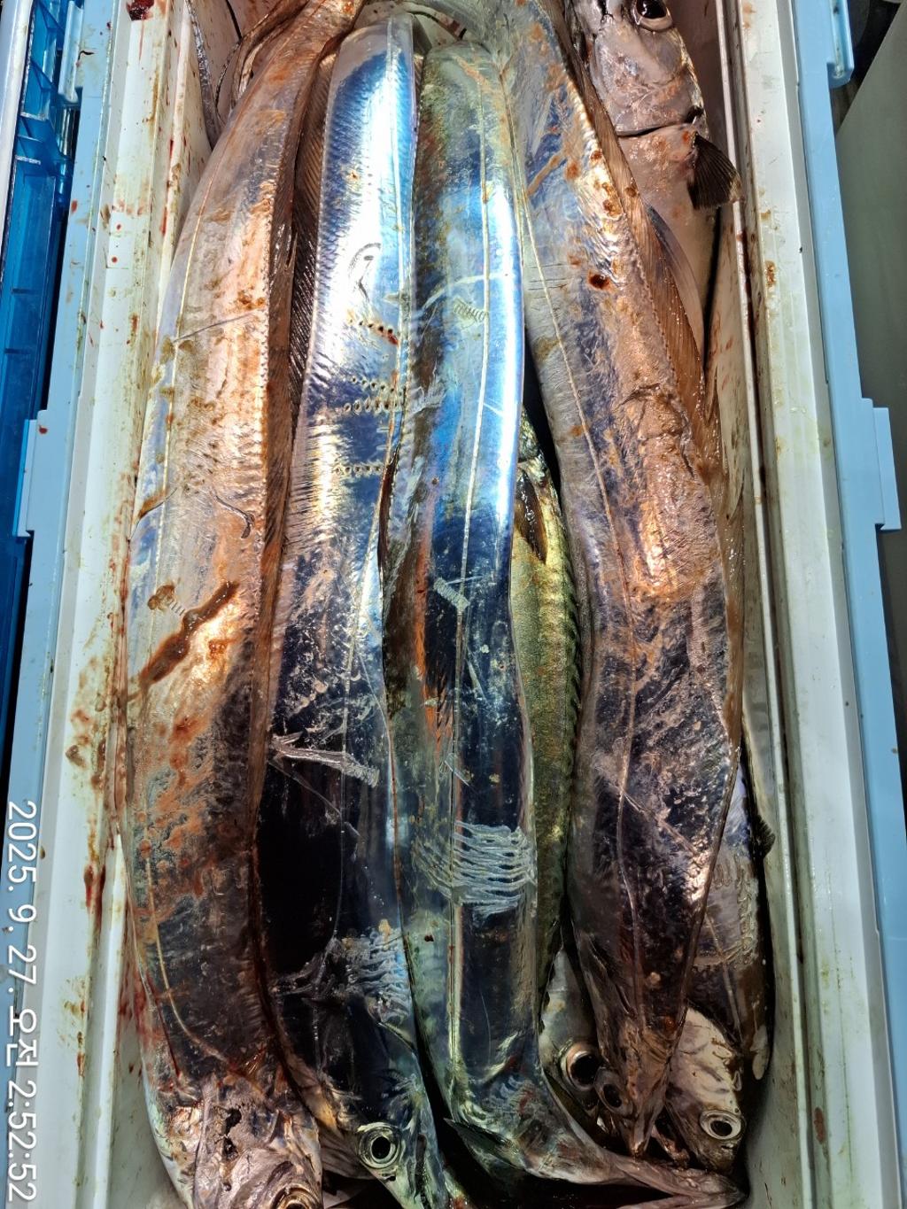 갈치, 삼포대교낚시, 낚시뚜