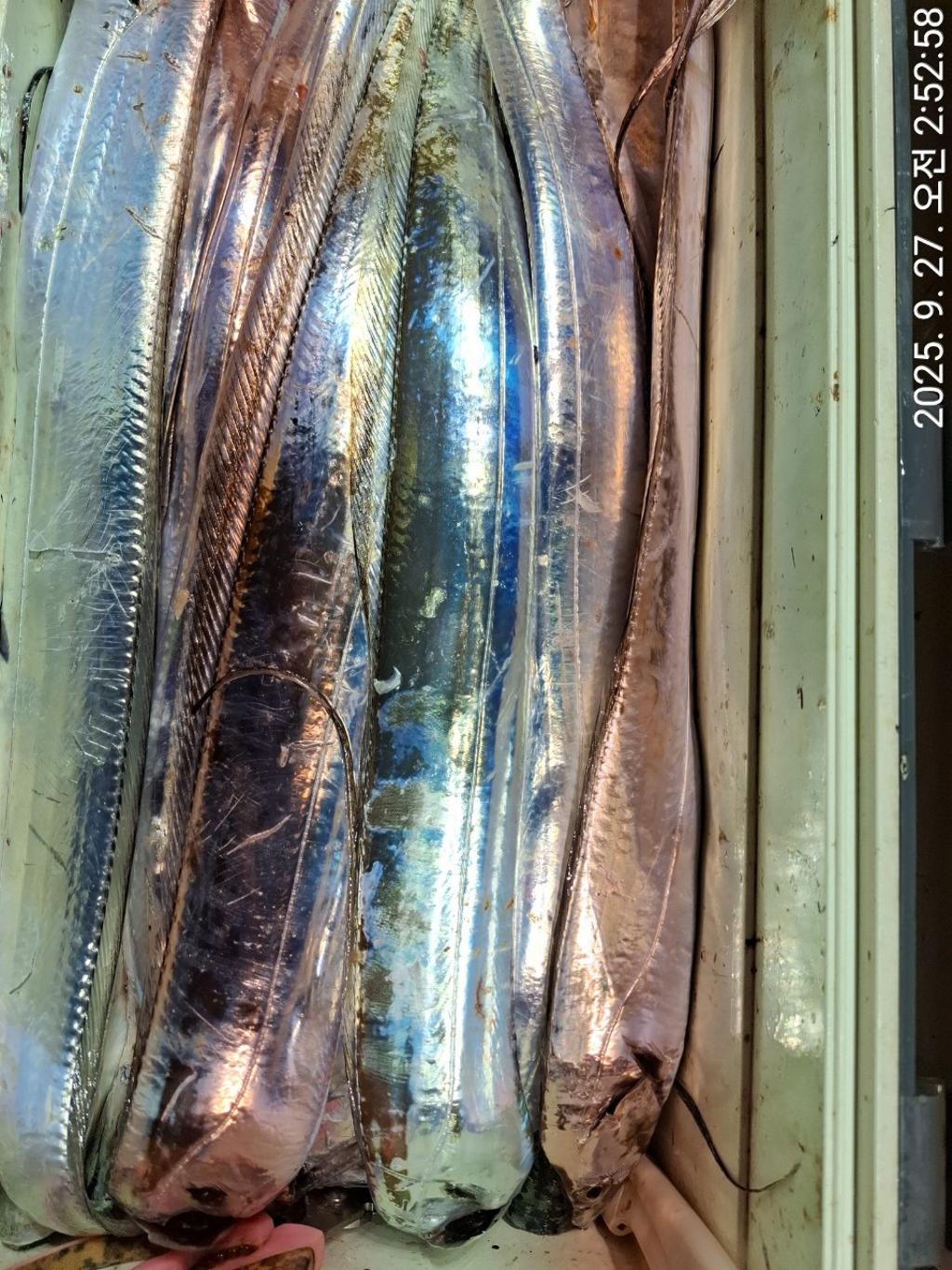갈치, 삼포대교낚시, 낚시뚜