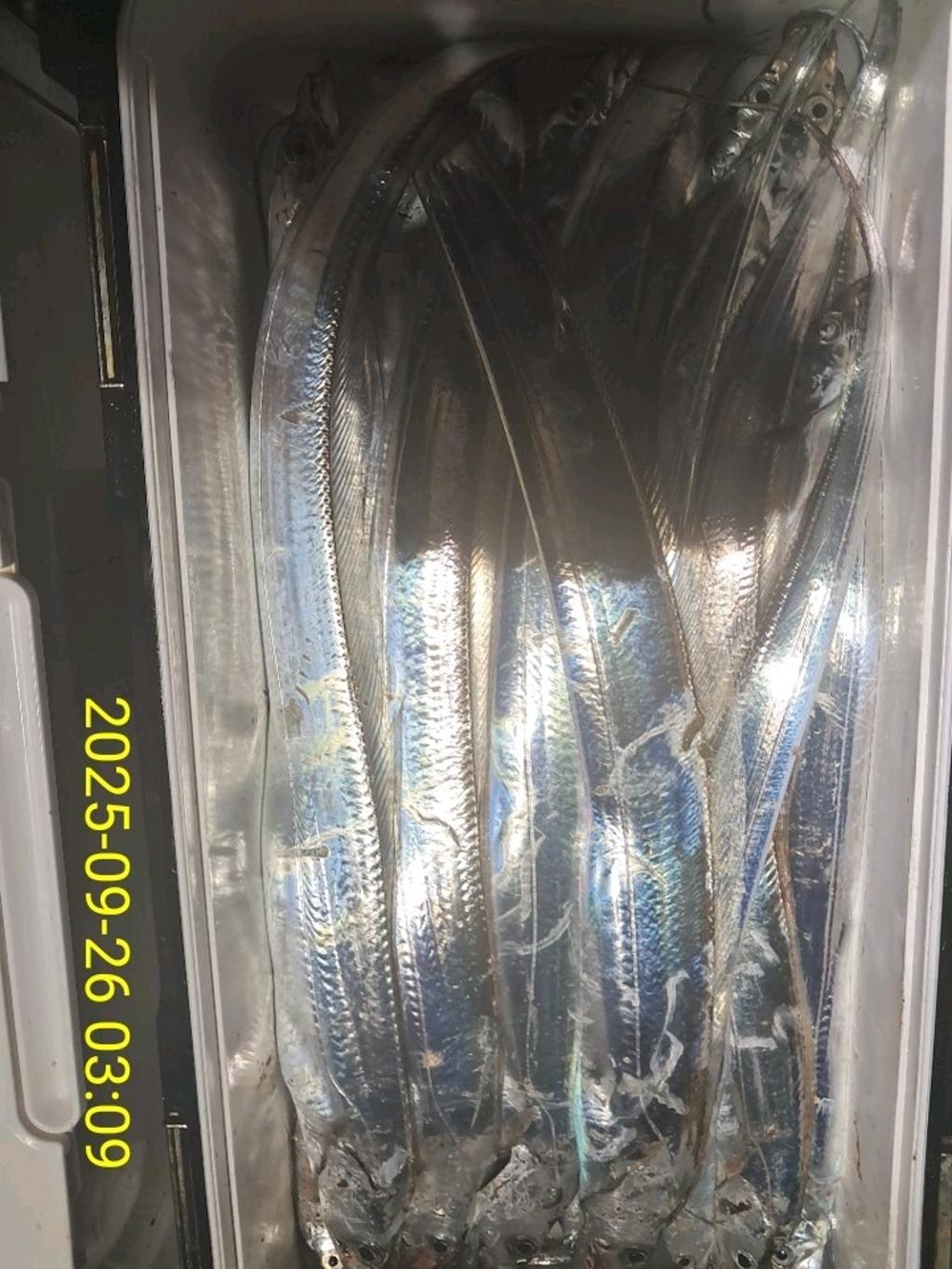 갈치, 삼포대교낚시, 낚시뚜