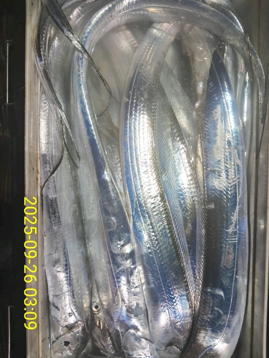 갈치, 삼포대교낚시, 낚시뚜
