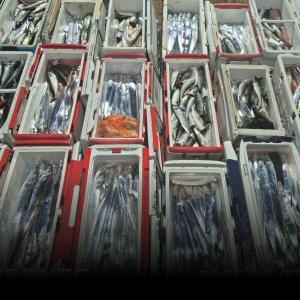 조황, 1호먼바다왕갈치외줄/2호텐빈텐야 왕갈치쿨러조황(예약가능)