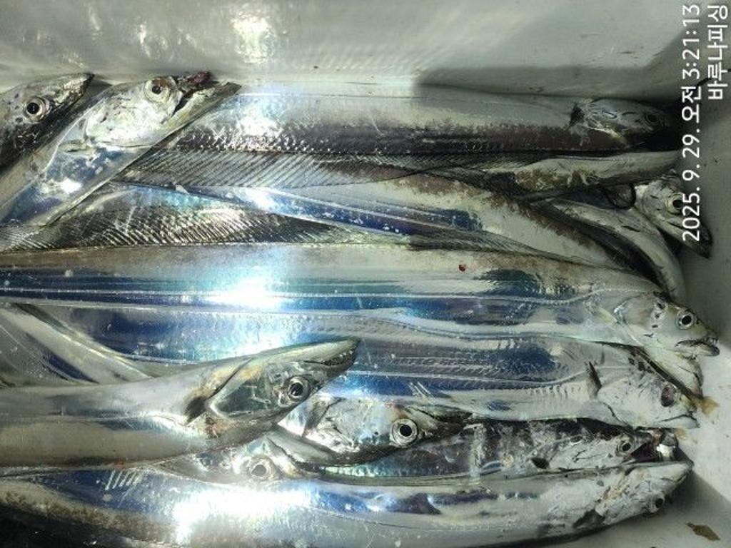 낚시뚜,갈치,속천항(진해),바루나피싱,낚시뚜12