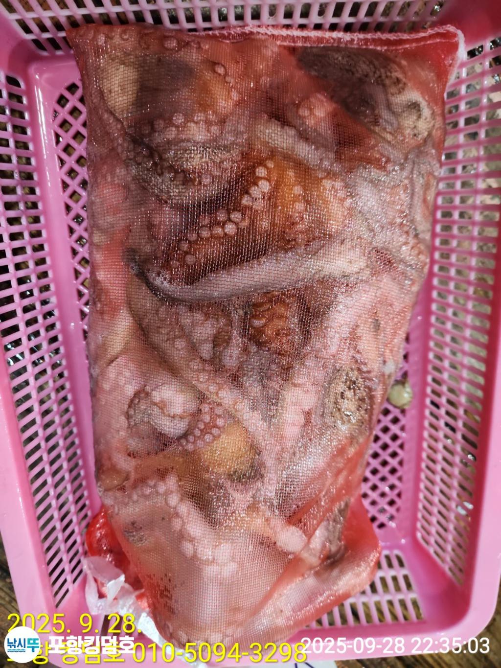 낚시뚜,돌문어,영일만항,포항 킹덤호,낚시뚜31