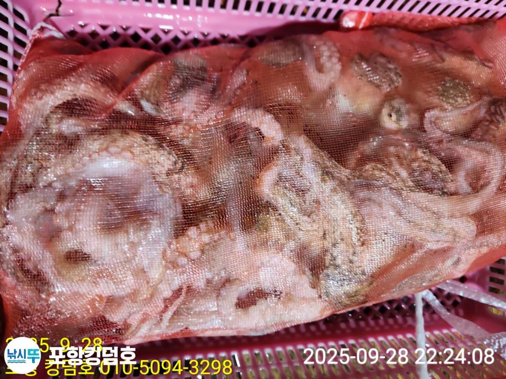 낚시뚜,돌문어,영일만항,포항 킹덤호,낚시뚜24