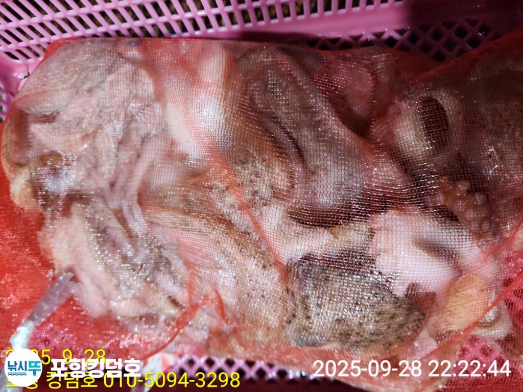 낚시뚜,돌문어,영일만항,포항 킹덤호,낚시뚜23