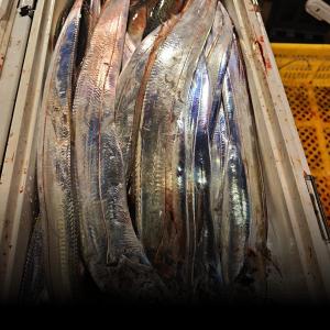 조황, 갈치 텐빈 수요일부터 정상 출항!! 예약 가능 추석연휴 쭉 예약가능