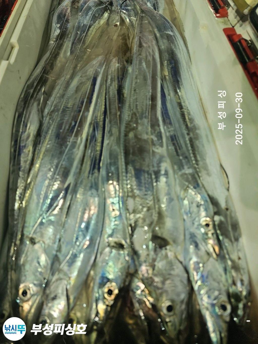 F27872015S.jpg