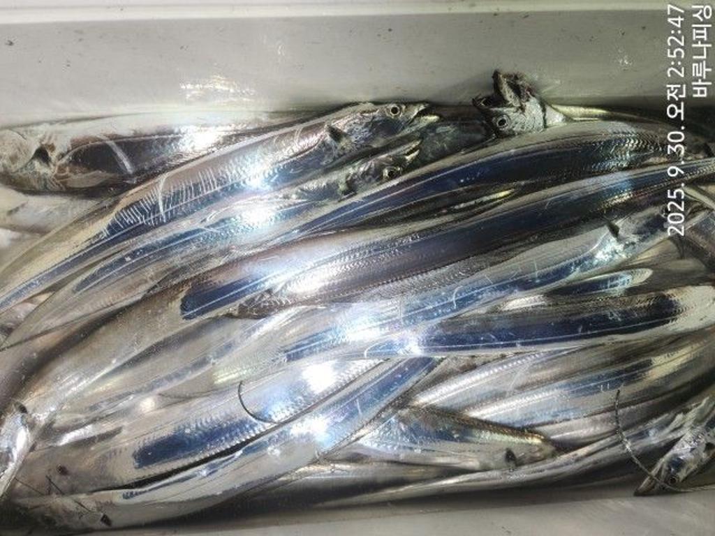 낚시뚜,갈치,속천항(진해),바루나피싱,낚시뚜8