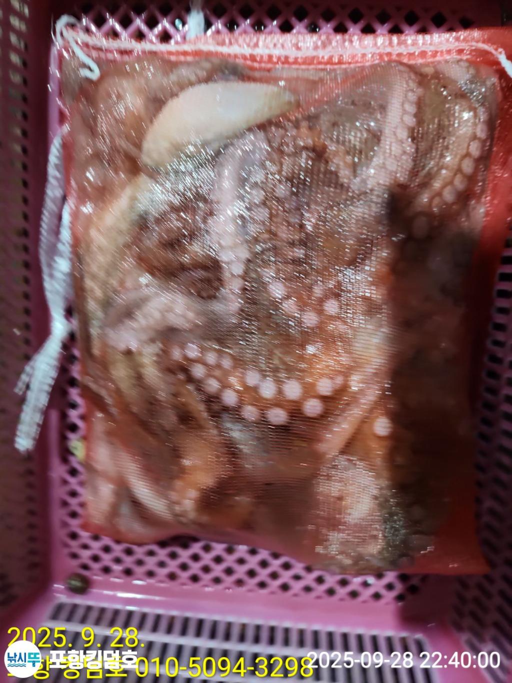 낚시뚜,돌문어,영일만항,포항 킹덤호,낚시뚜25