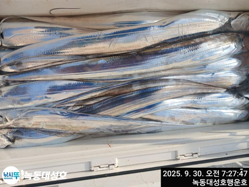 낚시뚜,갈치,녹동항,녹동대성호,낚시뚜30