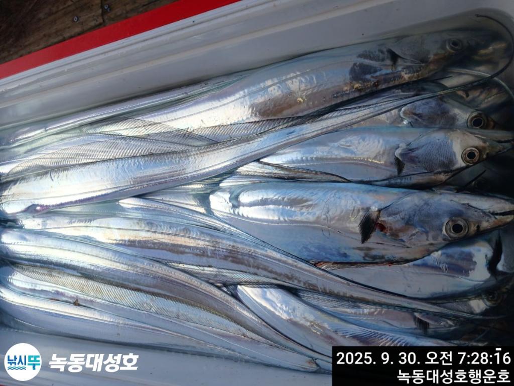 낚시뚜,갈치,녹동항,녹동대성호,낚시뚜29
